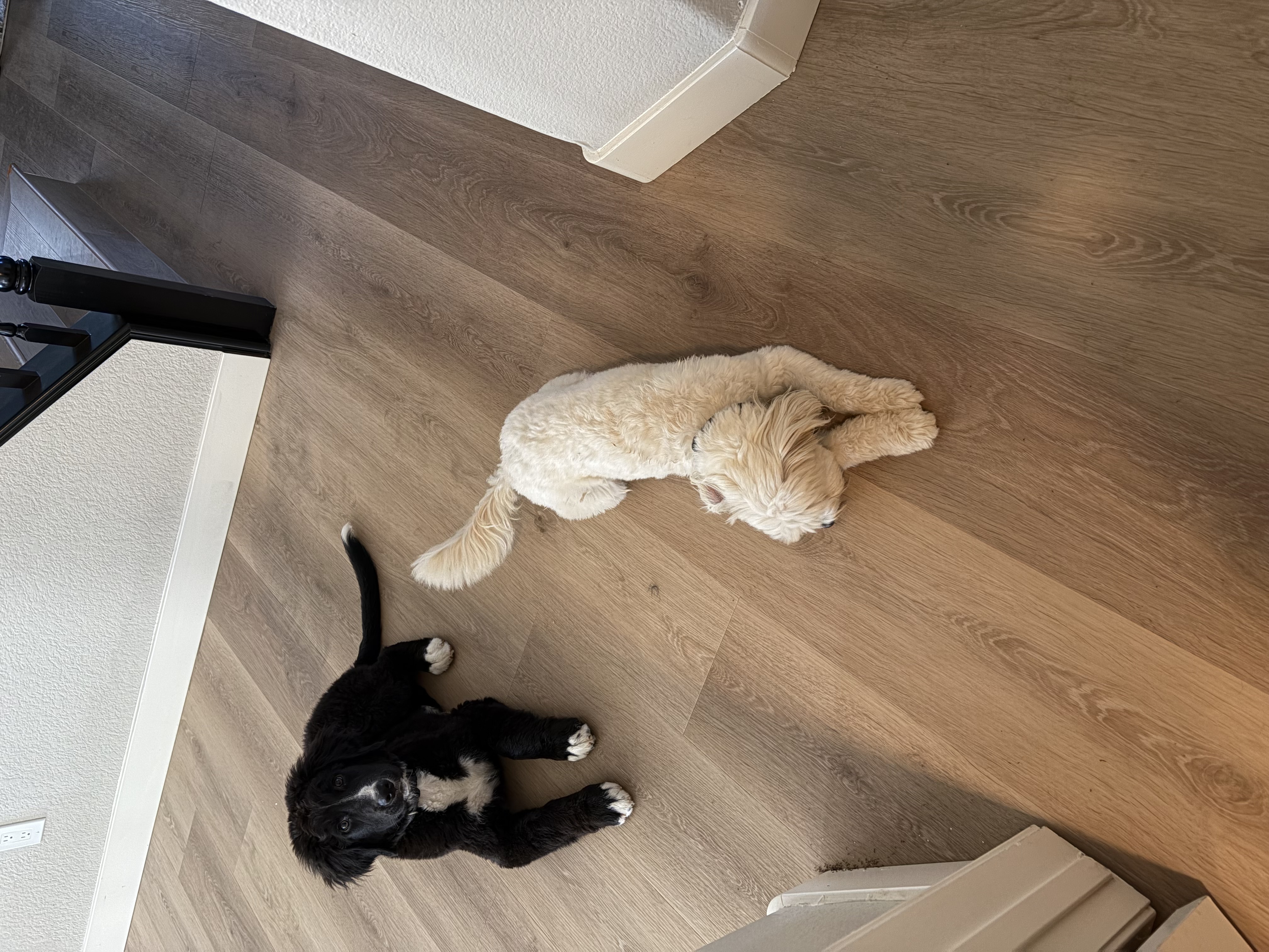 A black puppy and a cream-colored dog resting on a wooden floor